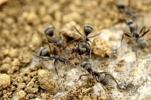 2016-02-12 Ants