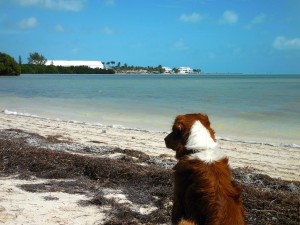 Darwin at Anne's Beach