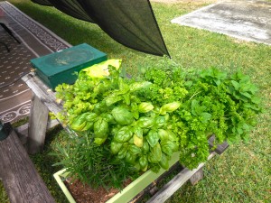 The Captain's Herb Garden