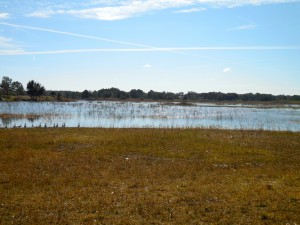 Weeki Wachee wet lands