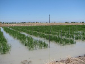 Rice Fields - Sacramento Valley